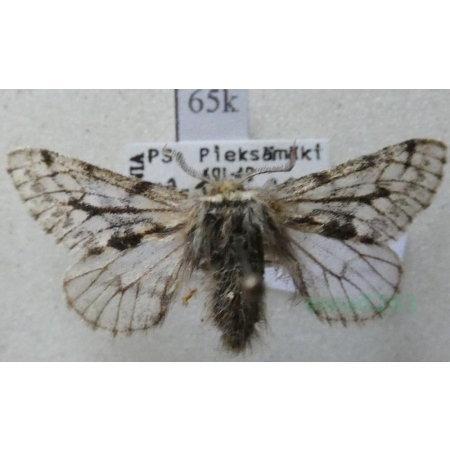 Lycia pomonaria (Hübner, 1790) male Włochacz najabłonniak Finland65k